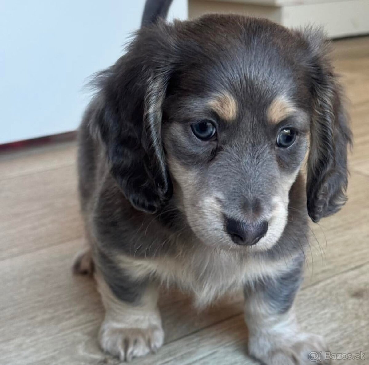 K dispozícii šteniatka jazvečíka. WhatsApp: +4915124985419.