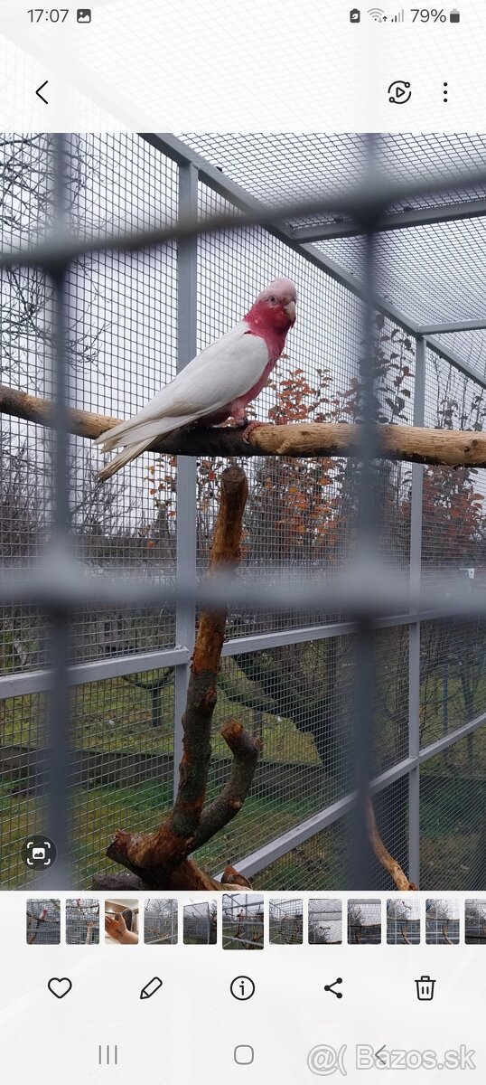 Kakadu Ružový Lutino.