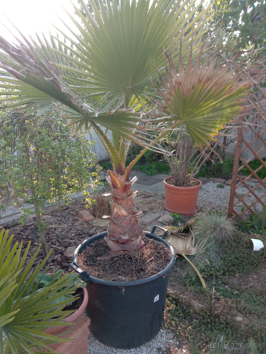 Robusta