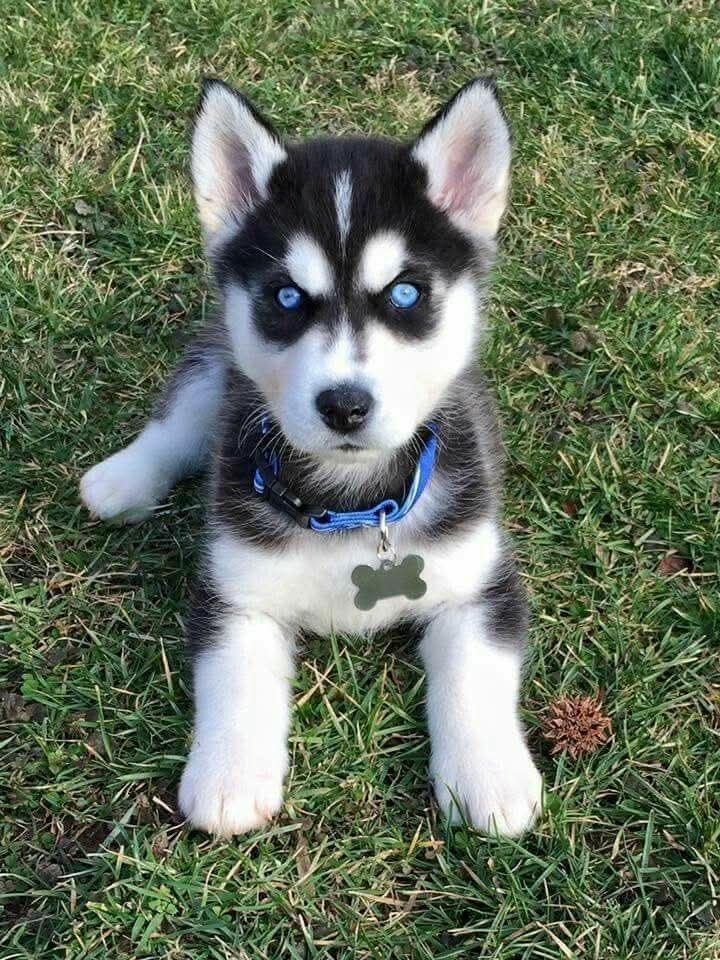Sibírsky husky