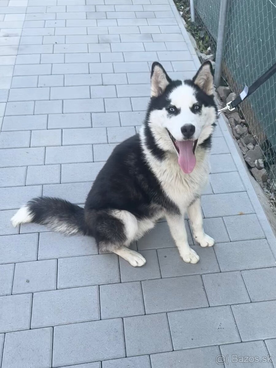 Sibírsky husky