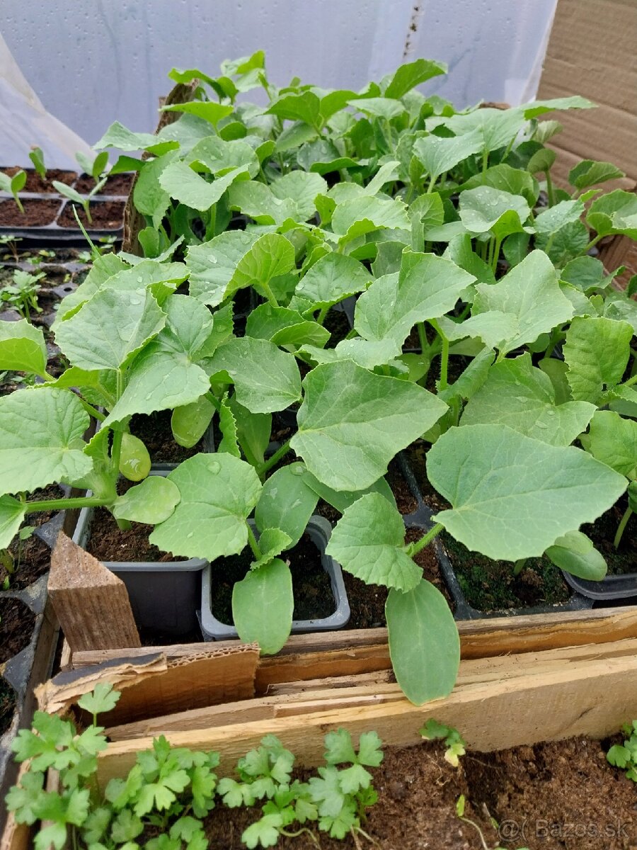 Predám planty rôzne druhy