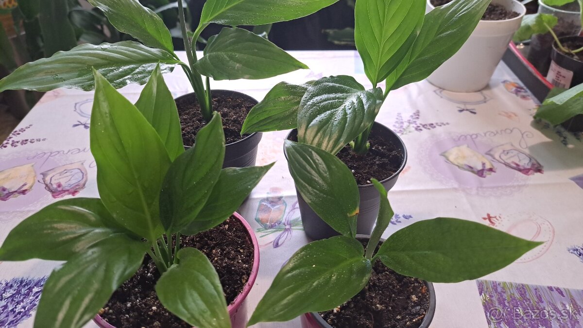 Spathiphyllum Wallisii Regel