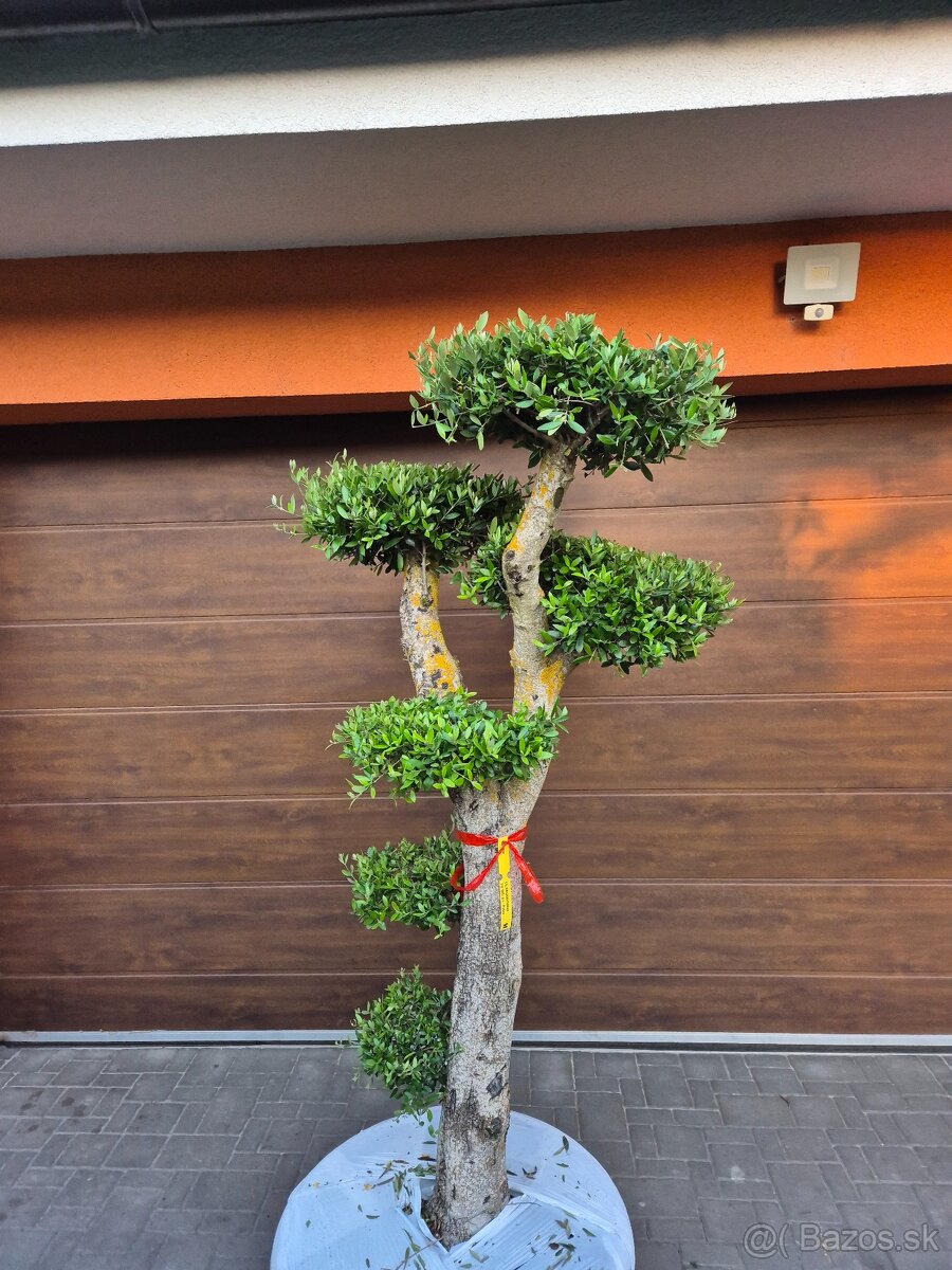 Predám Olivovník bonsai