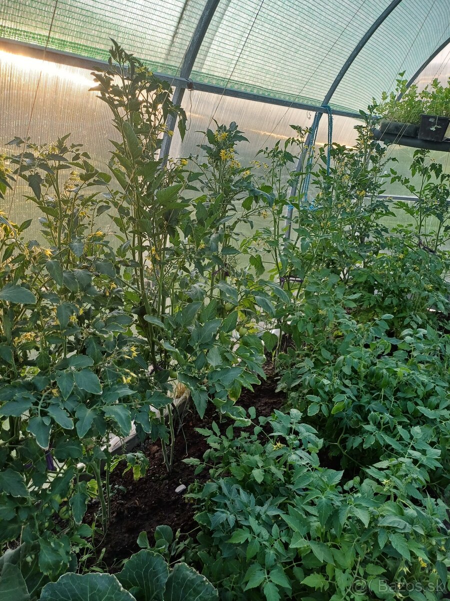 Mam na predaj planty.