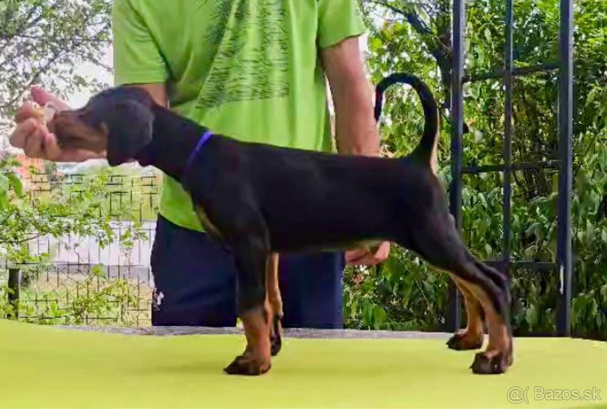 Doberman TOP šteniatka