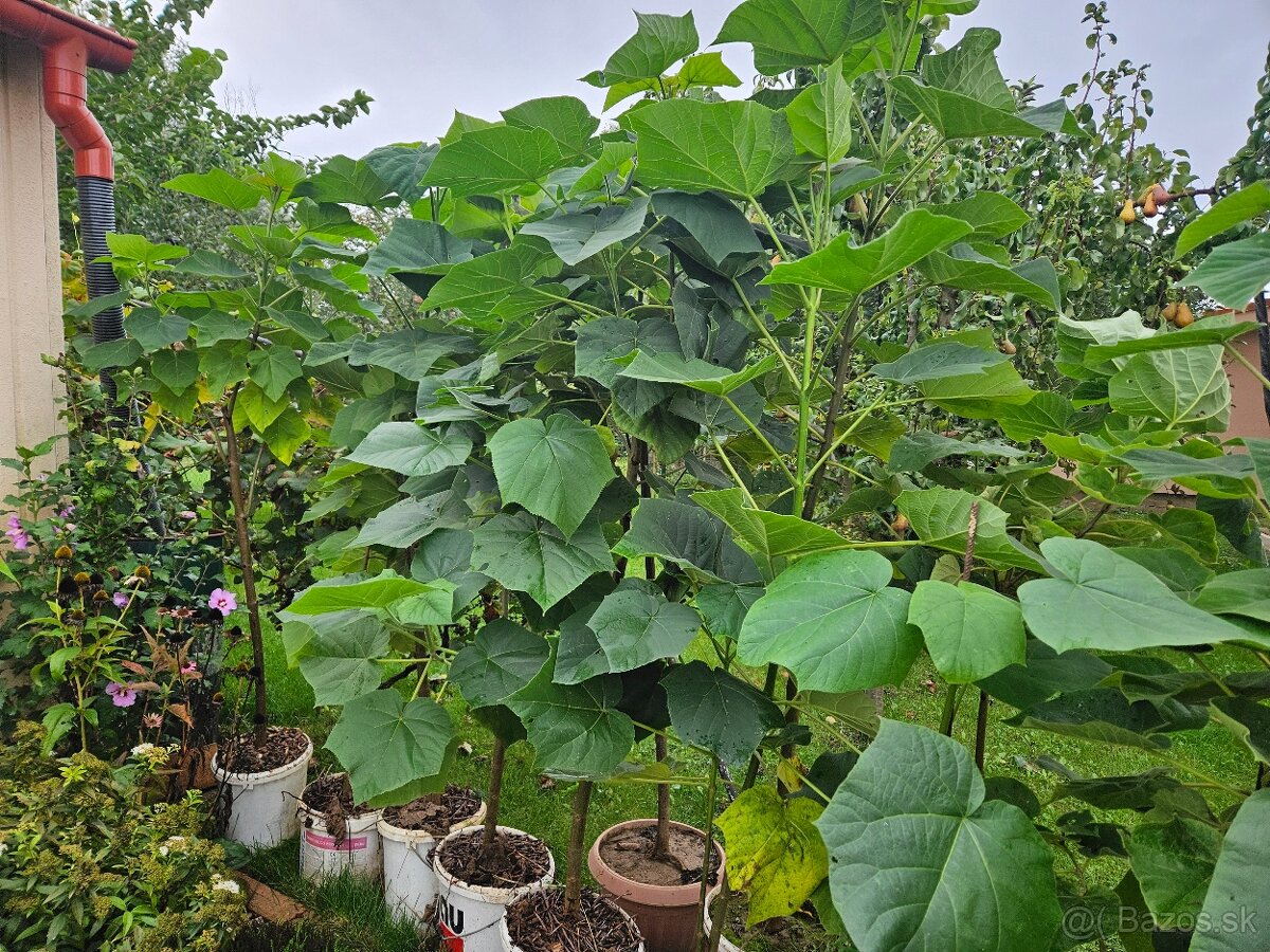 🌳 Predám 2-3-ročné stromy Paulownia plstnatá – ideálny čas