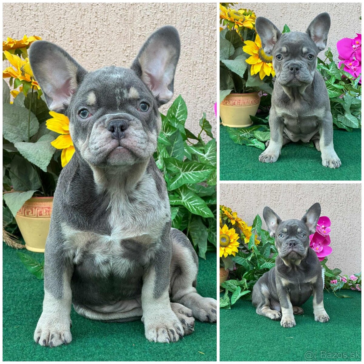 Francúzsky buldoček,buldog,bulldog krásne šteniatka