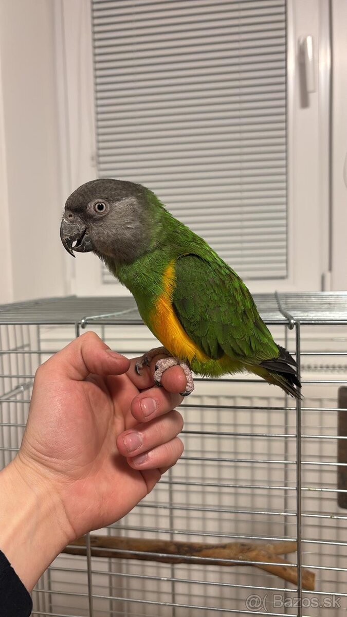 Papagáj Senegálsky