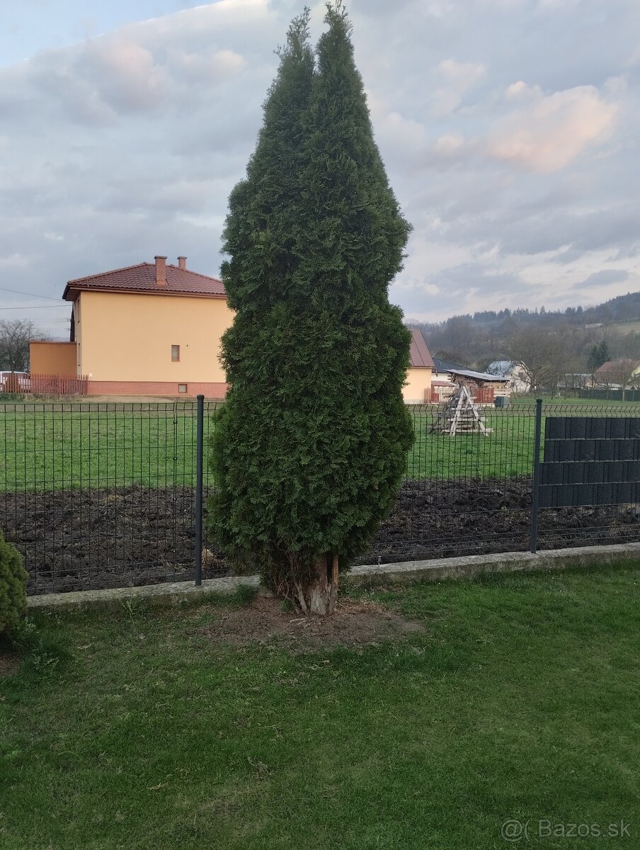 Tuja