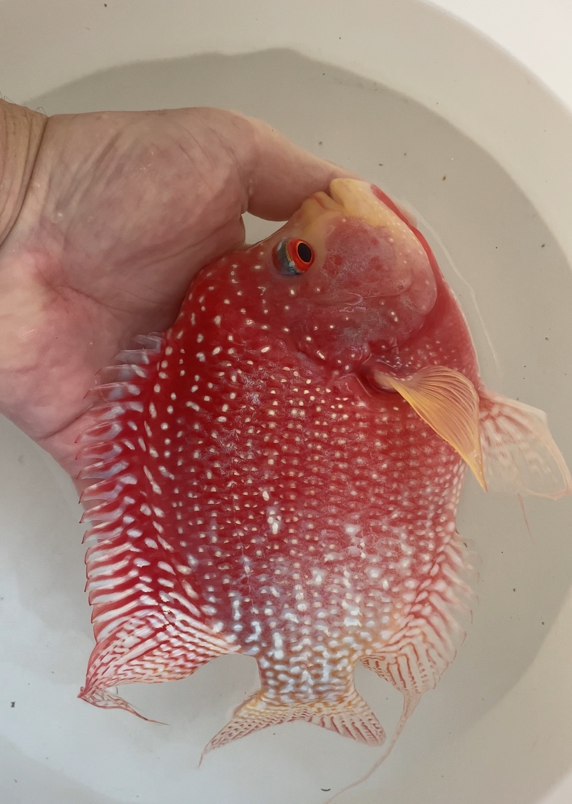 Flowerhorn