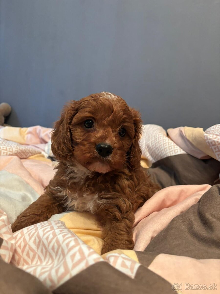 Cavapoo Maltipoo