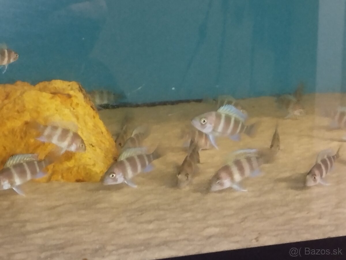 Cyphotilapia Frontoza Burundi