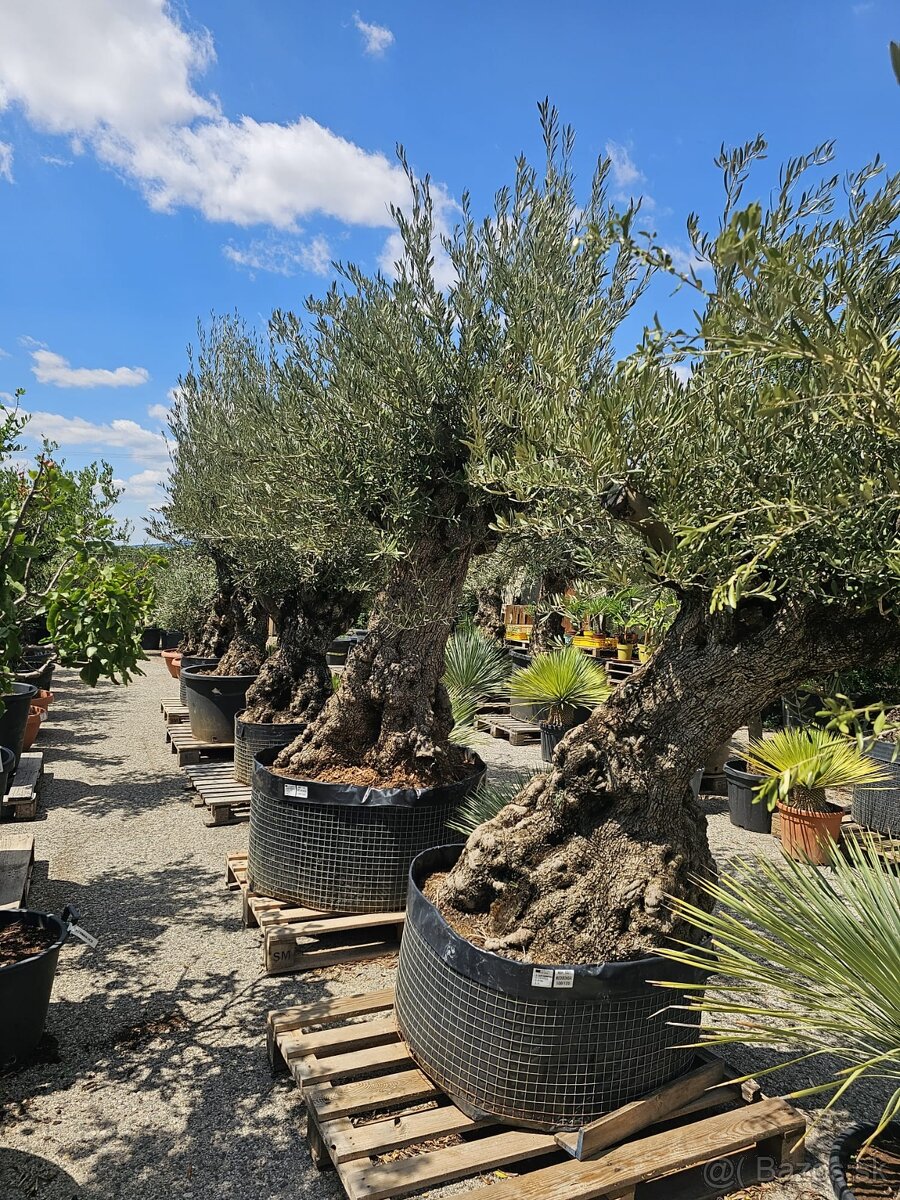 Citrusy palmy olivovniky bananovniky juky agave