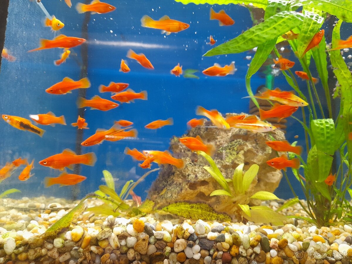 Akvarijné rybky - predaj