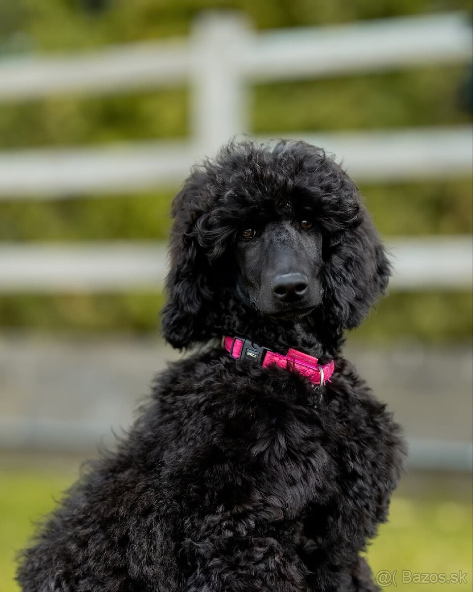 Pudel kráľovský veľký