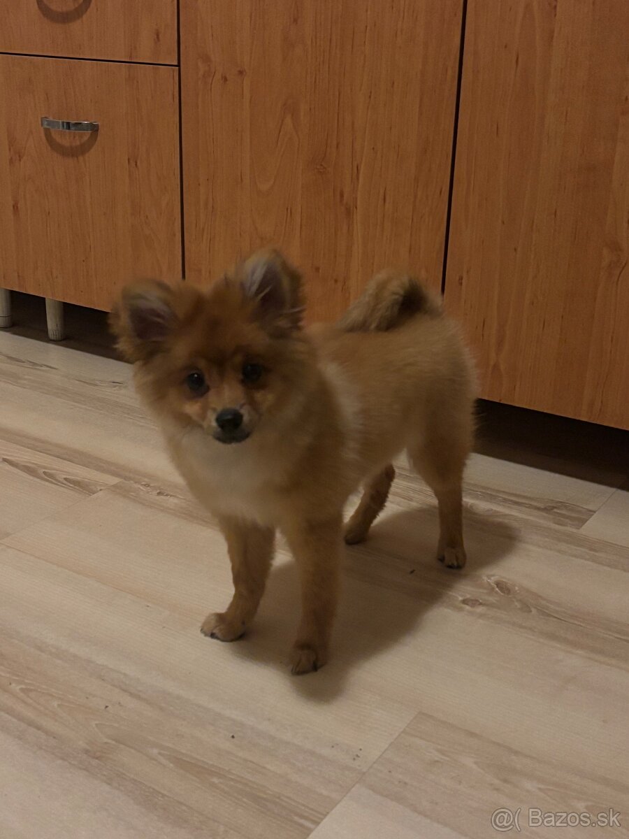Pomeranian