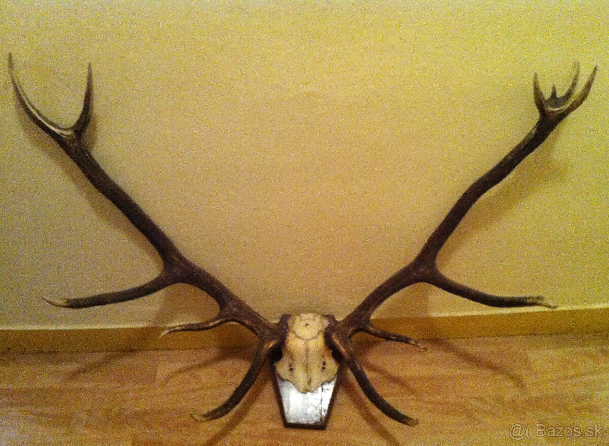 Trofej parohy - jeleň a srnec-znížená cena