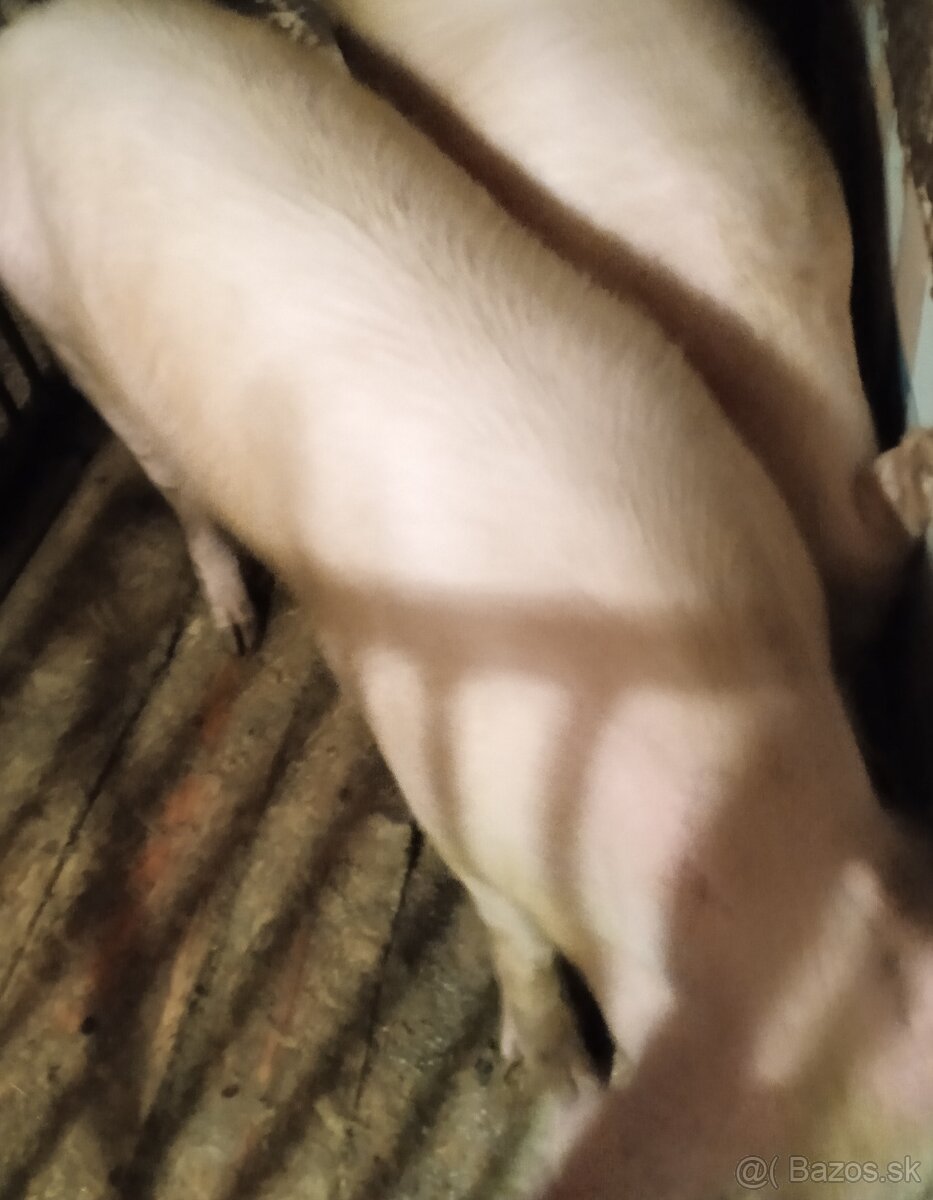 Jatočná ošípaná