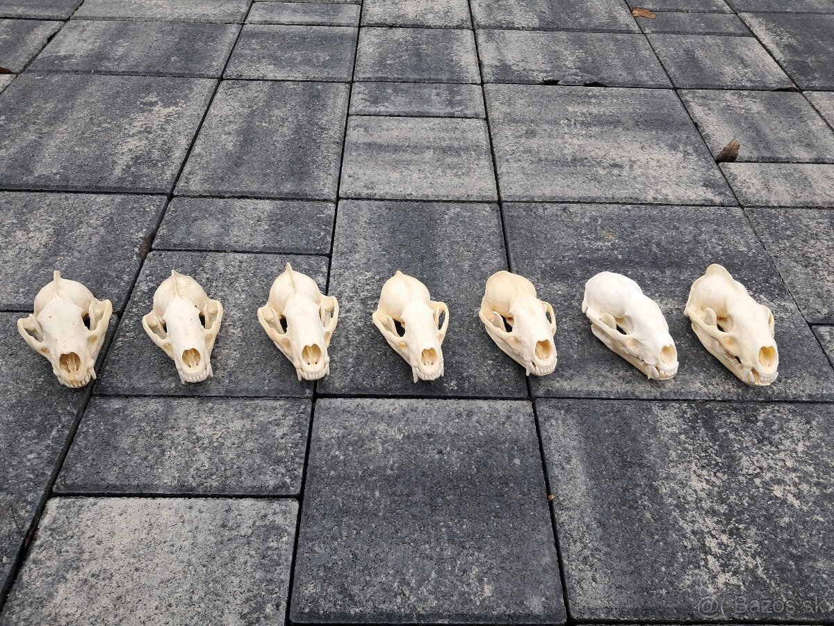 Lebky, trofeje, parohy