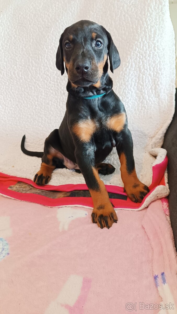 Doberman - krásná fenka s FCI PP