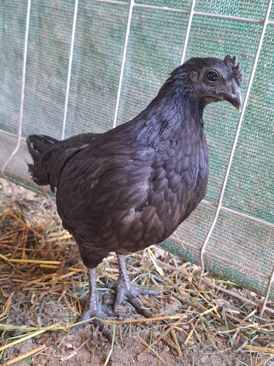 Ayam cemani - mladé kohuty