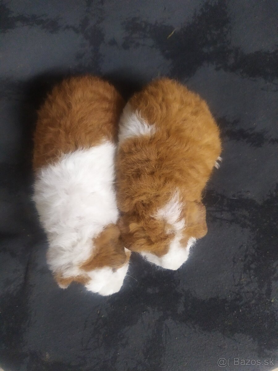 US TEDDY