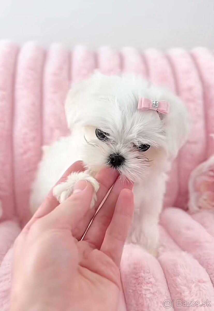Mini Maltezák