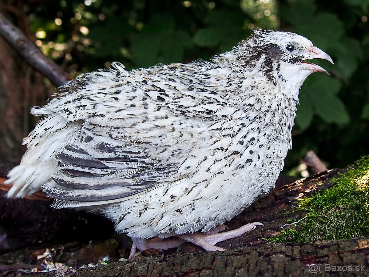 Predám japonské prepelice