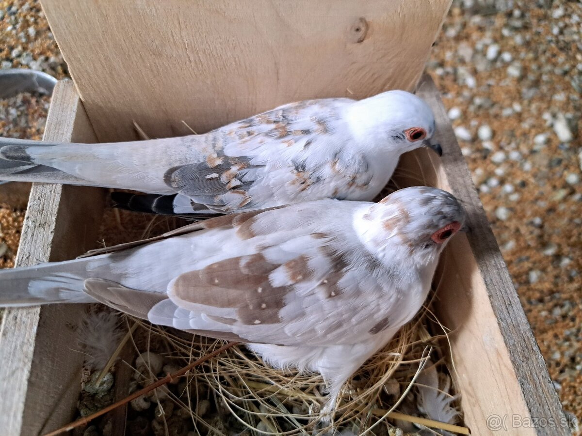 Holubok diamantový straka