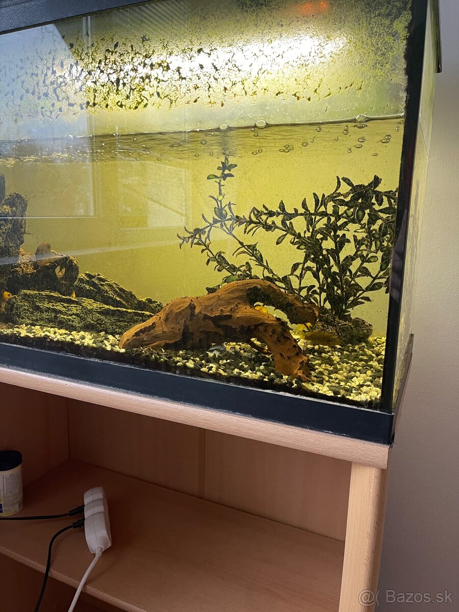 Cichlidy africké+akvarium