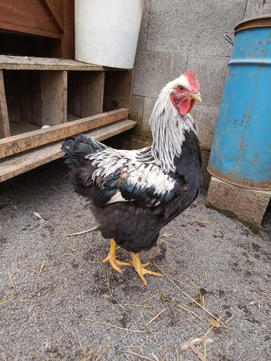 Wyandotka strieborná vlnitá - kohúty