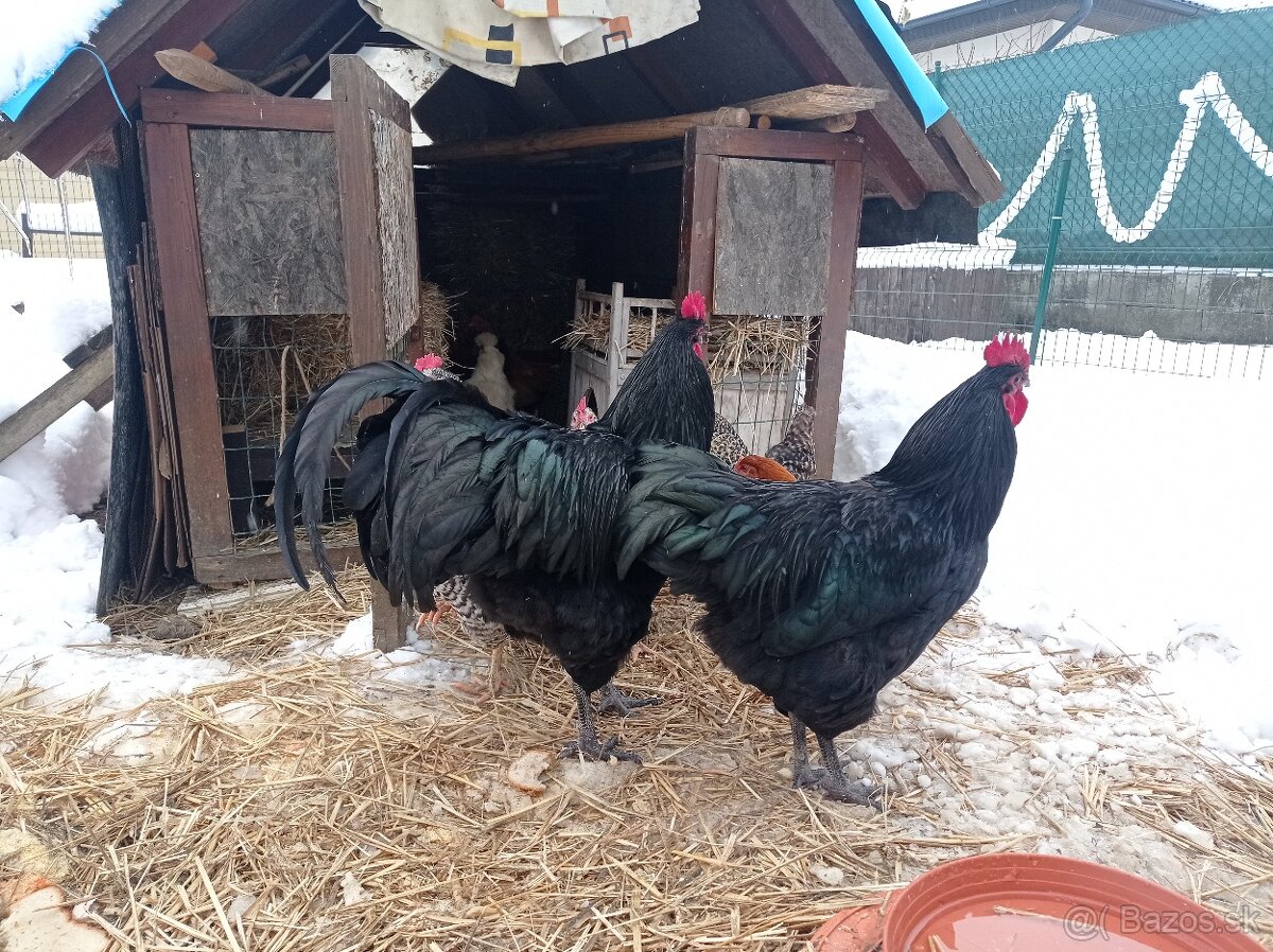 kohut australorp