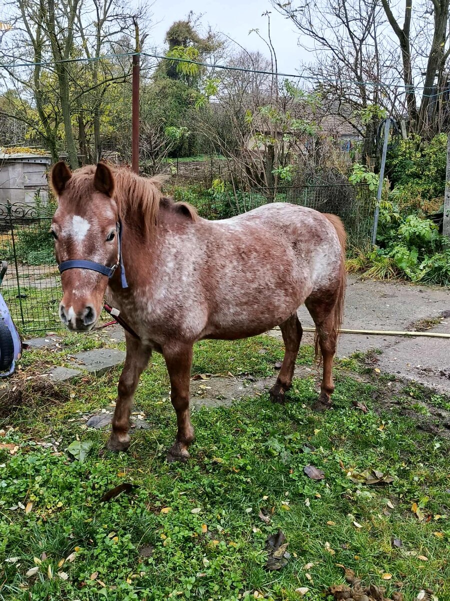 Predám poníka
