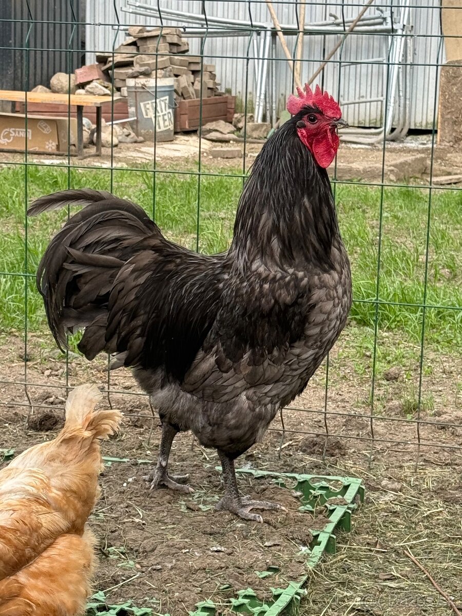 Australorpka modra