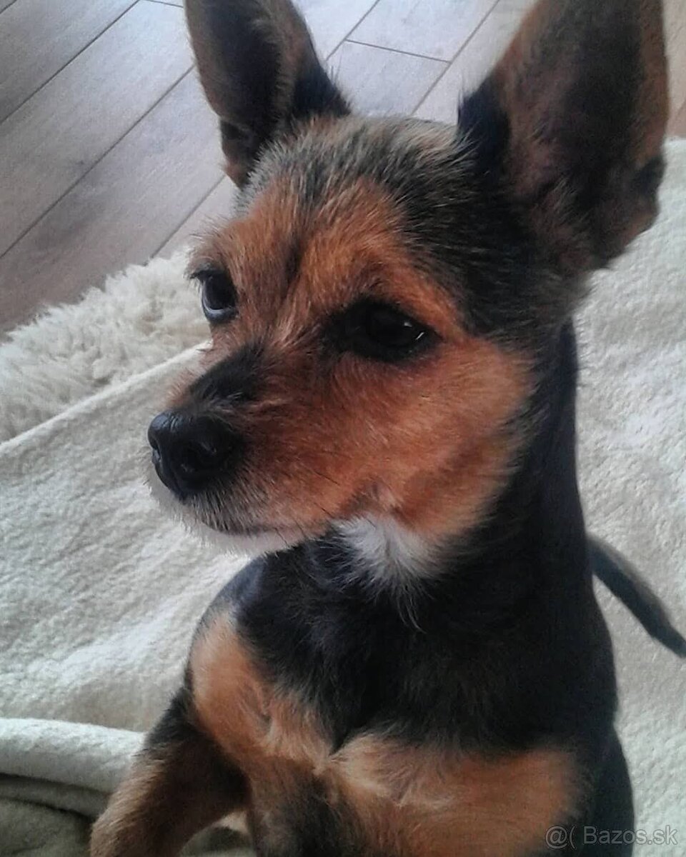 Chorkie fenka