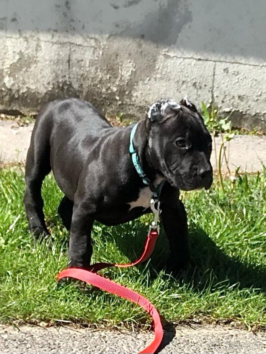 American bully