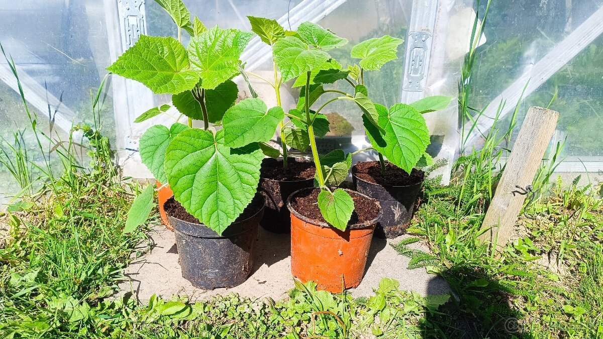 Sadenica rýchlorastúceho stromu Paulownia hybrid 9501 40+cm