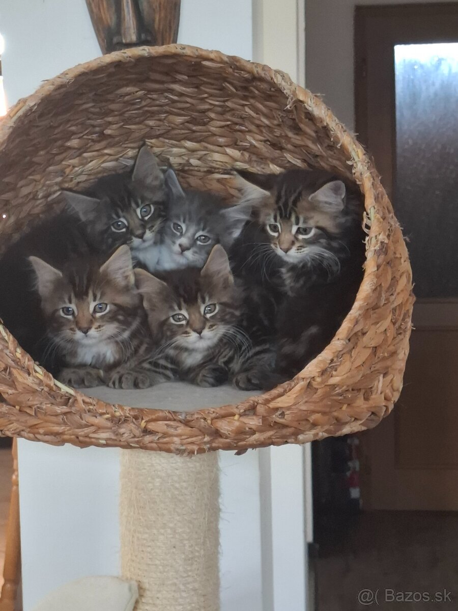 Mainská Mývalia mačka / Maine Coon