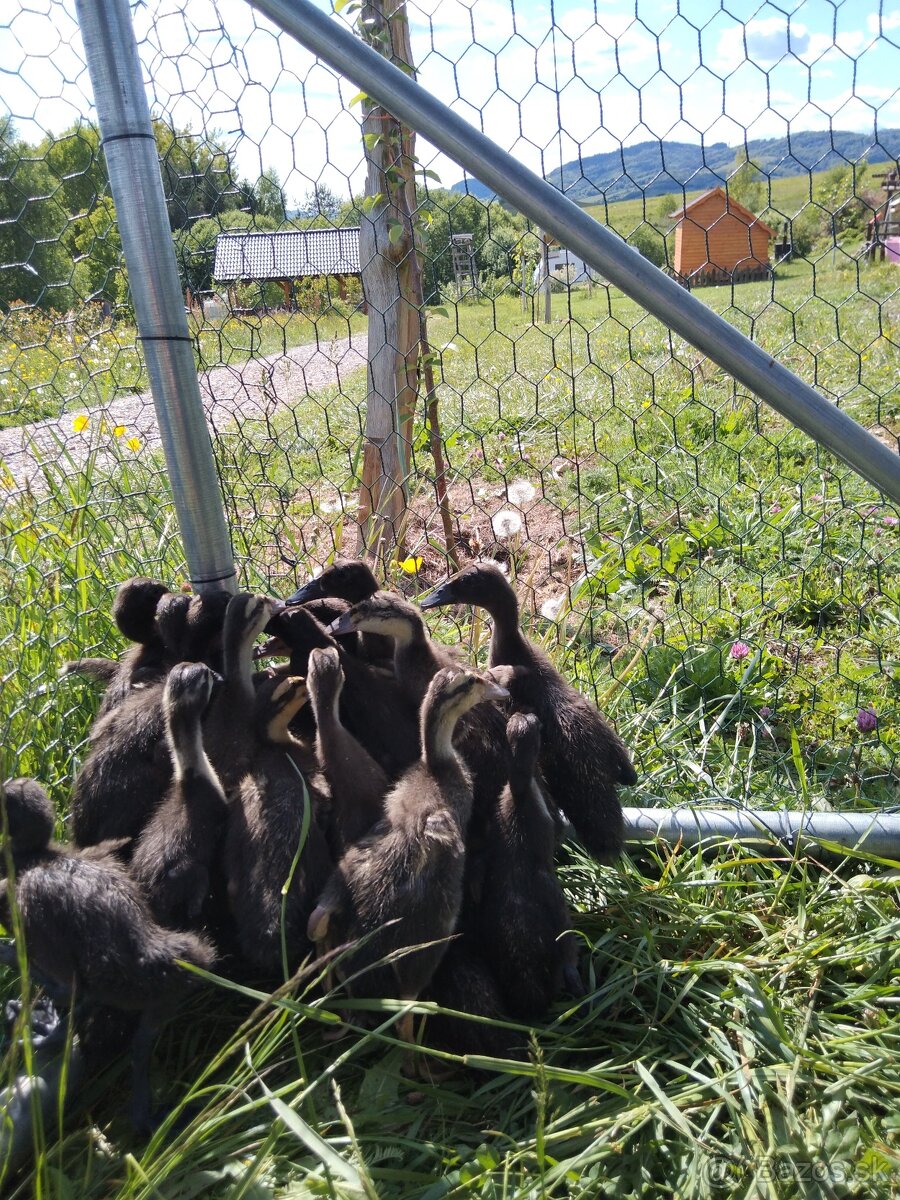 Indický bežec, káčatá liahnuté 08.05.2025
