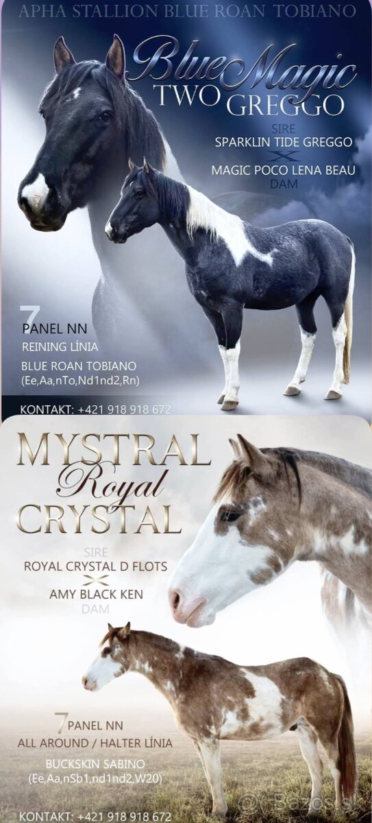 APH APHA PAINT HORSE ŽREBECE pripúšťanie