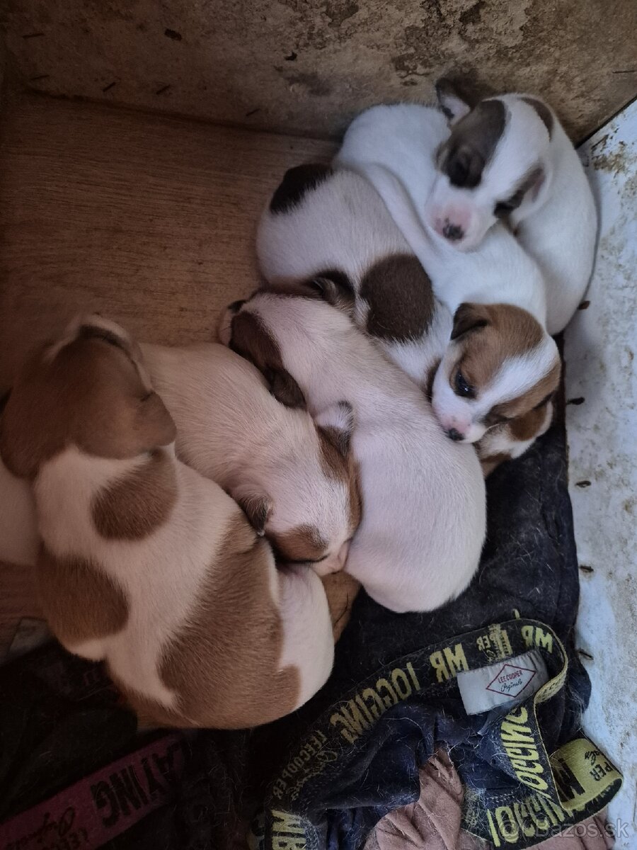 Šteniatka Jack russel