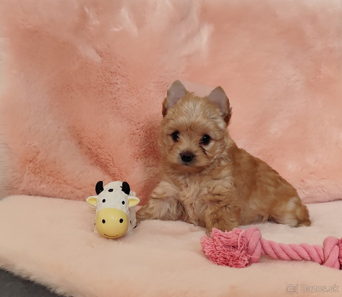Yorkshire terrier , York