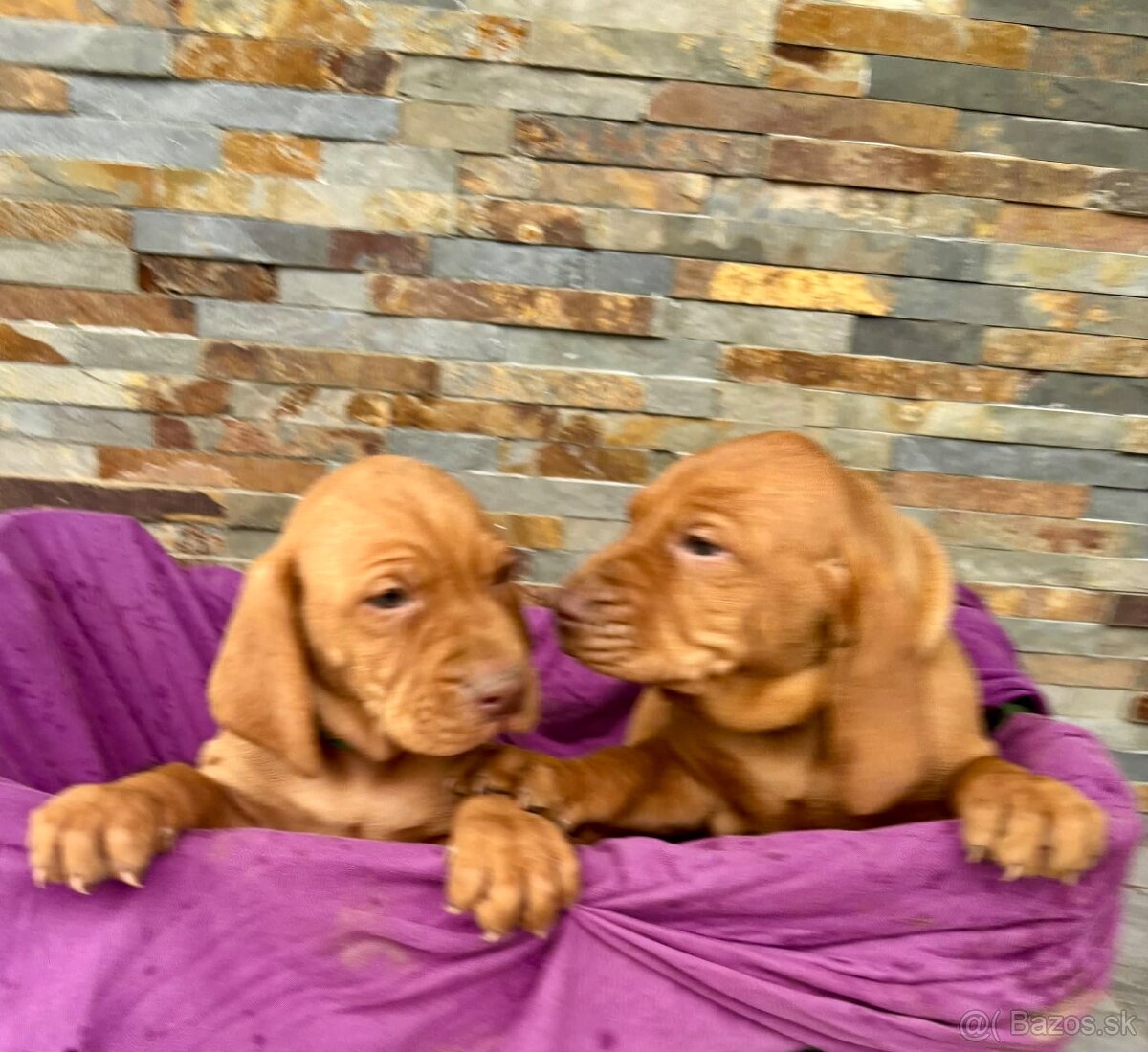 Maďarská vyžla šteniatka