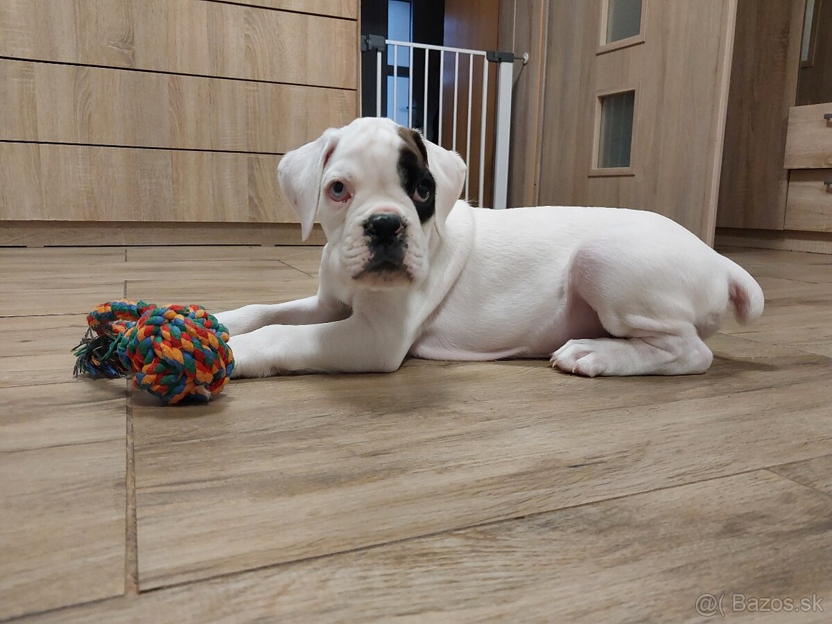 Nemecký boxer šteniatko PP