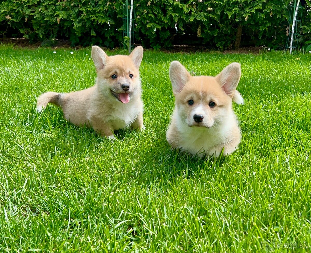 Welsh corgi pembroke