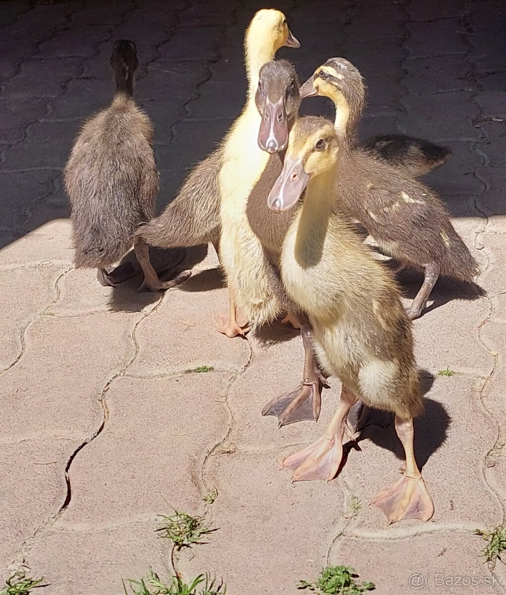 Indický bežec