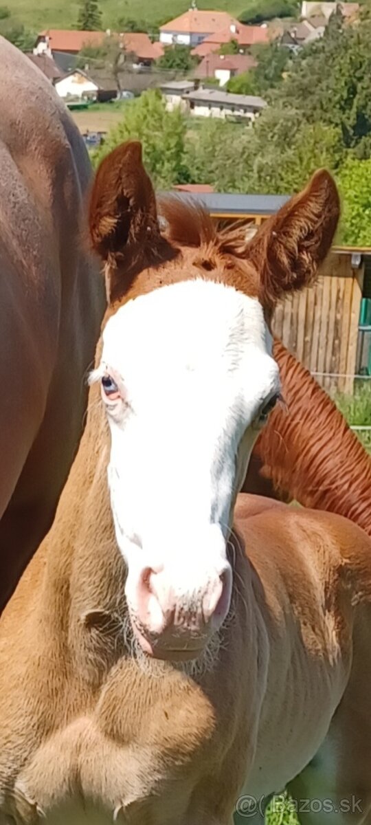 Quarter horse klisnička