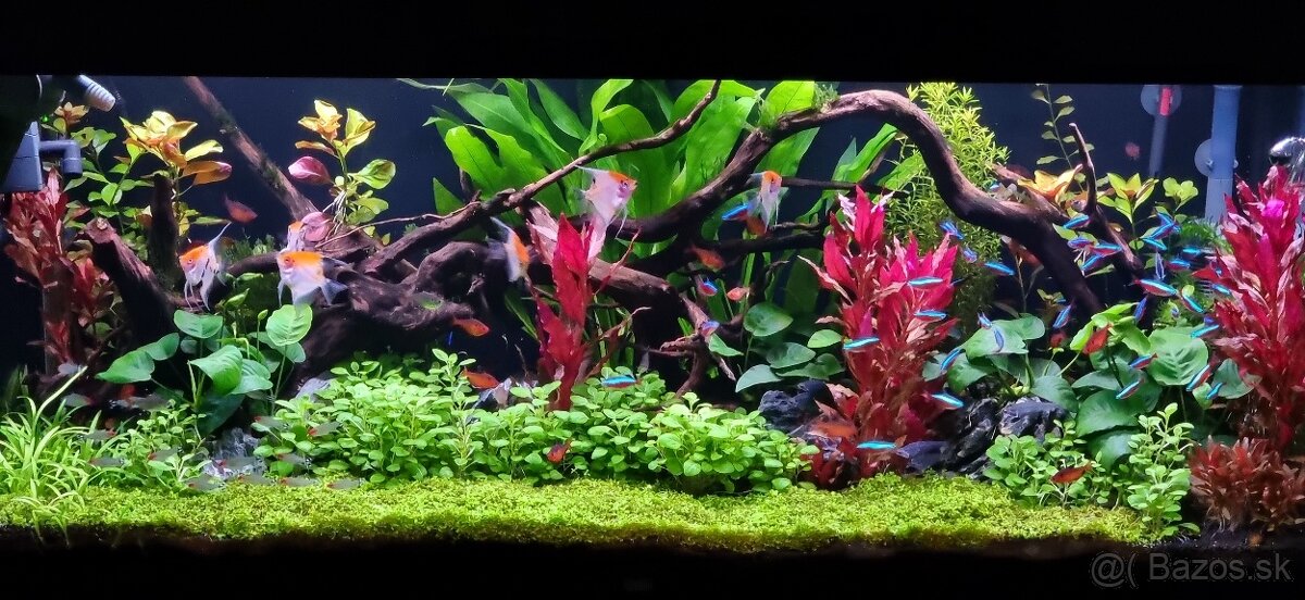 Juwel Rio 240 - KOMPLET