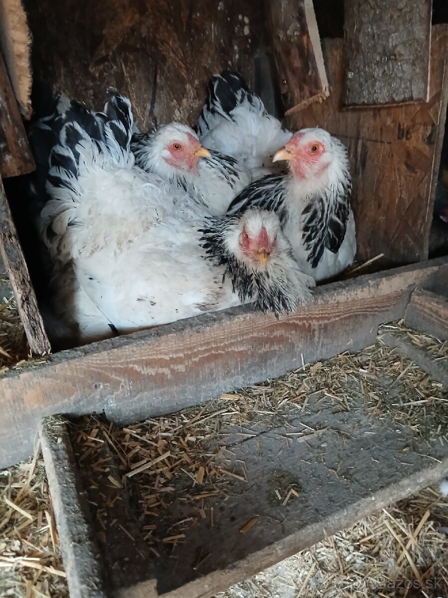 Kura ,kury, kvočka